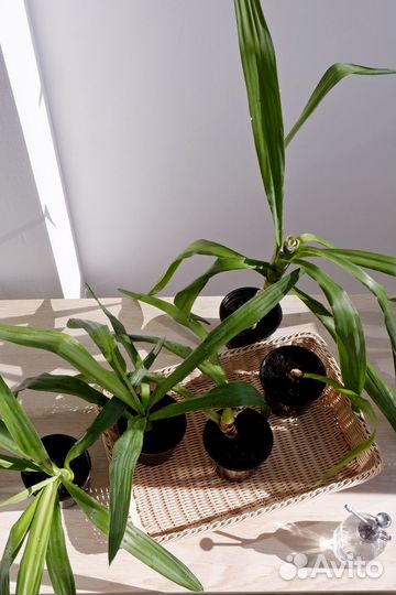 Комнатные растения юкка