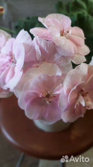 Пеларгония герань коллекционные