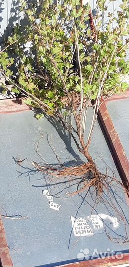 Саженцы крыжовника