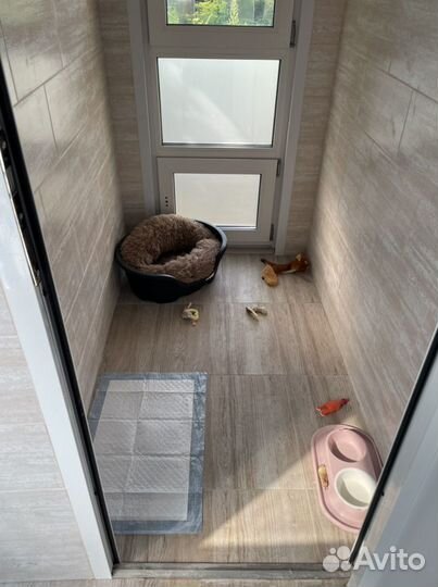 Передержка, зоогостиница