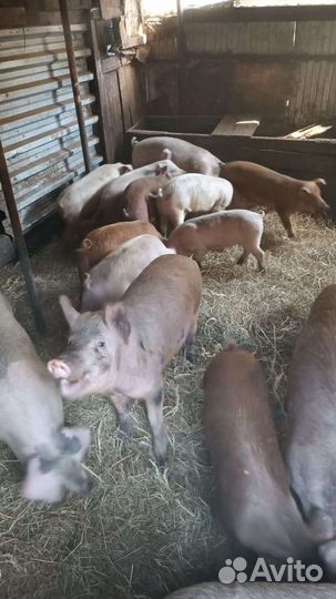 Поросята