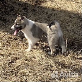 Западносибирская лайка