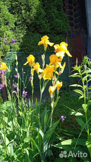 Букет из жёлтых ирисов на срез и с клубнем