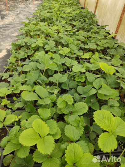 Саженцы клубники 