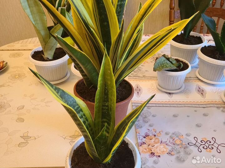 Сансевиерии сортовые