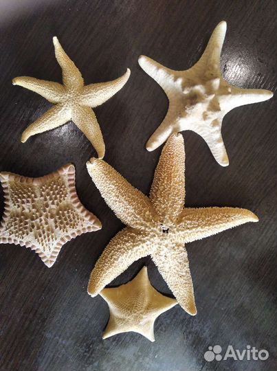 Морские звезды