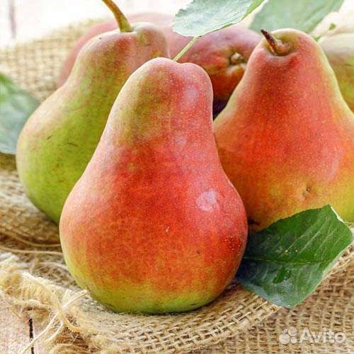 Саженцы Груши Русская Красавица