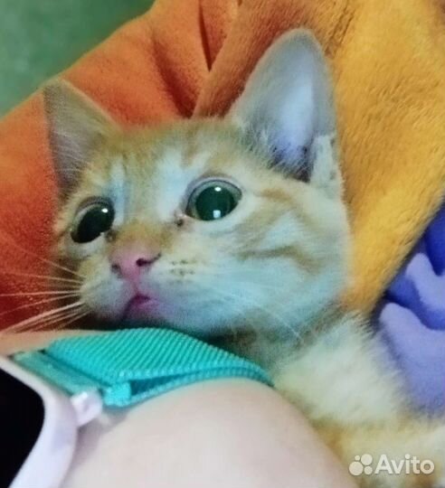 Рыженький котенок 2,5 месяца девочка