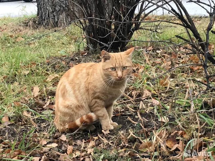 Красивые котики