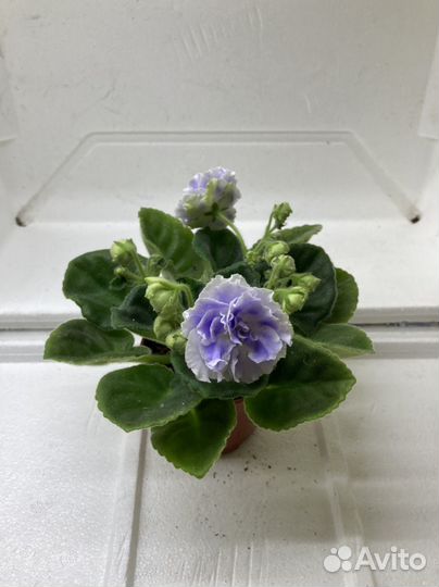 Фиалка рс Аквамарин (деика)