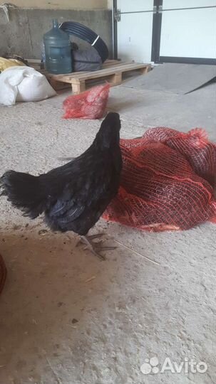 Несушки доминанты