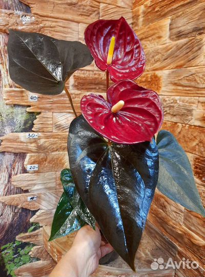 Антуриум деликата джаст перфекционист