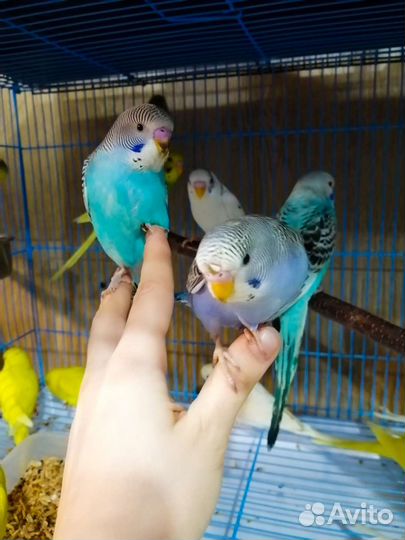 Супер ручные волнистый попугай птенцы с гнезда