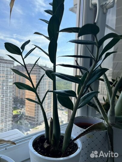 Комнатные цветы (разные )