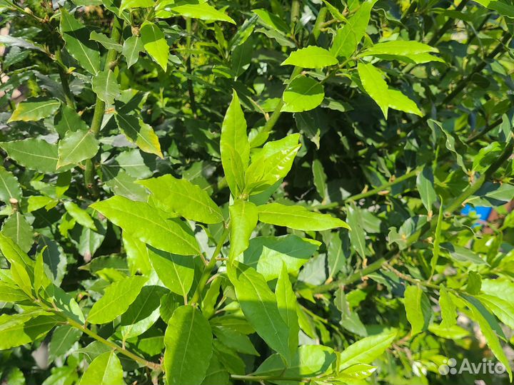 Лавровый лист(лавровишня)