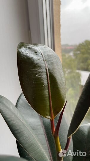 Фикус эластика абиджан