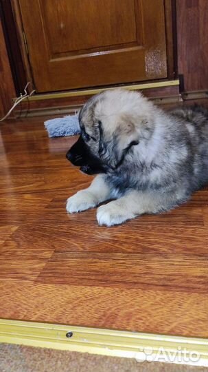 Щенки, собаки