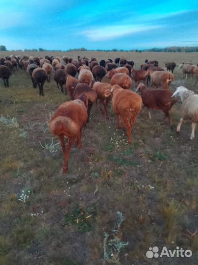 Продам курдючных баранов на племя