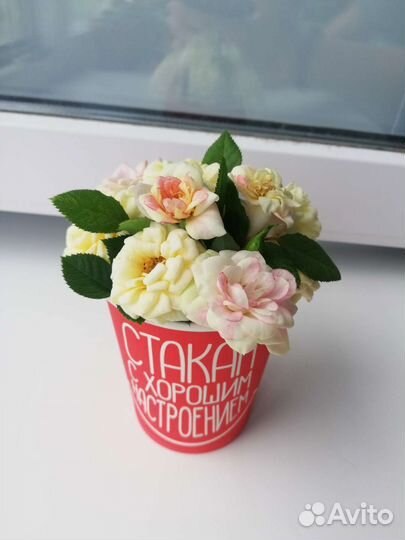 Роза комнатная кустовая мини 3 цвета