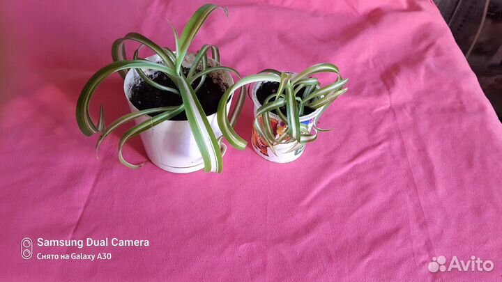 Хлорофитум кудрявый