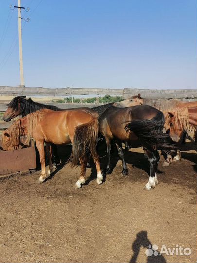 Телочки и лошади