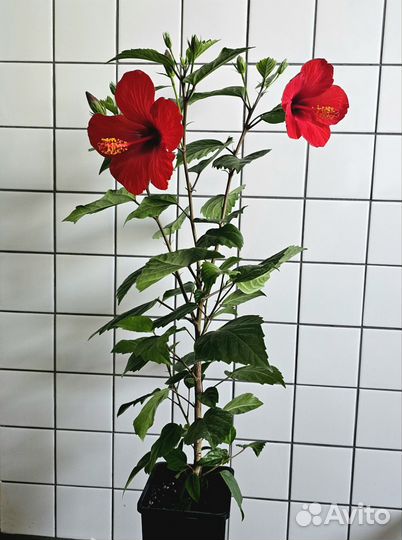 Гибискус китайская роза