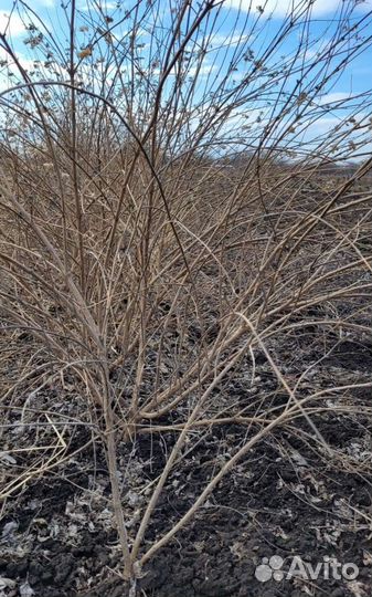 Кариоптерис