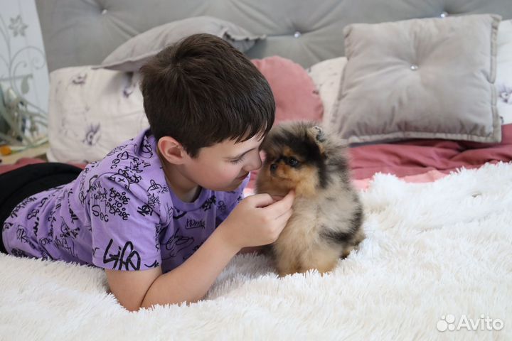 Потрясающий малыш Померанского Шпица