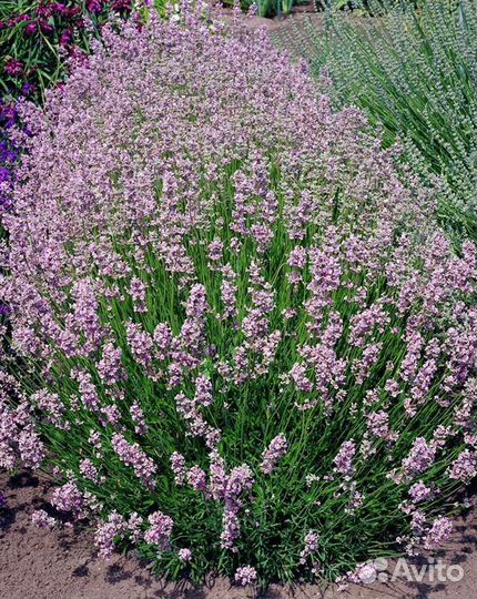 Лаванда Саженцы