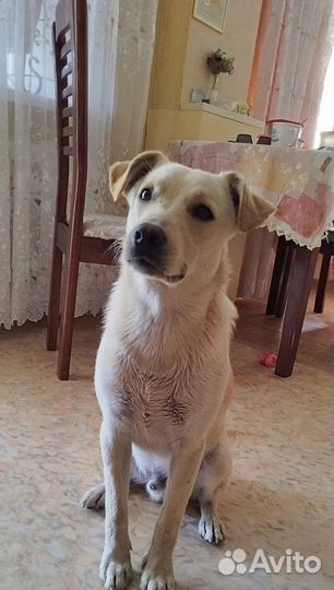 Пёсик ищет дом