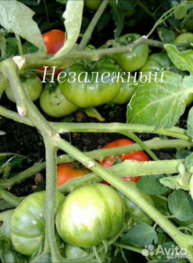 Рассада помидор