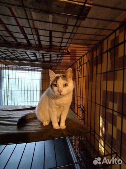 Кошка в добрые руки, стерилизована