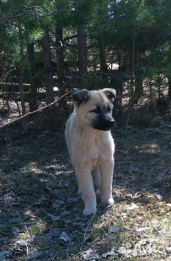 Подарю малыша