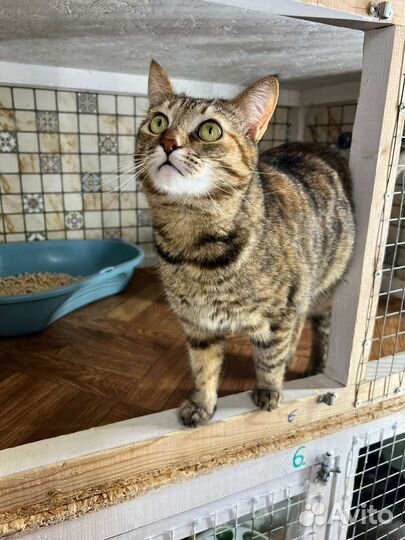 Кошечка в добрые руки