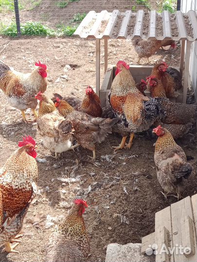 Цыплята суточные билефельдеры