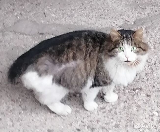 Кот бывшедомашний ласковый отрезали хвост