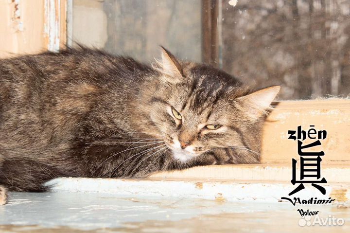 Кошечка в добрые руки