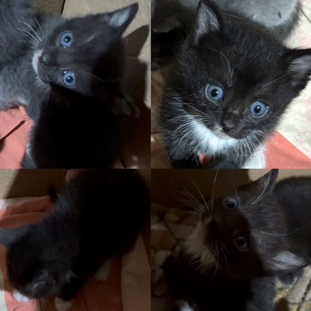 Котёнок в добрые руки