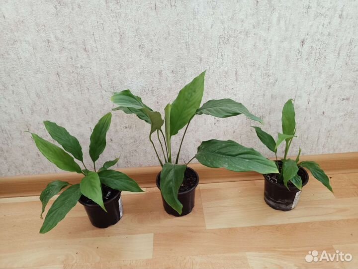 Спатифиллум (женское счастье)