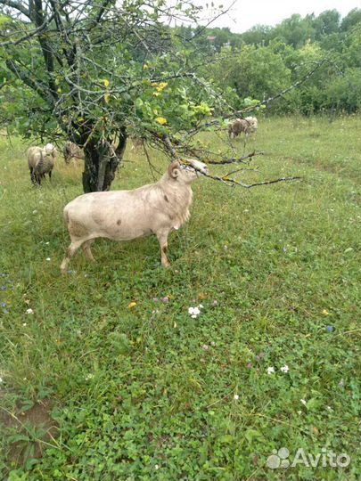 Катумские бараны