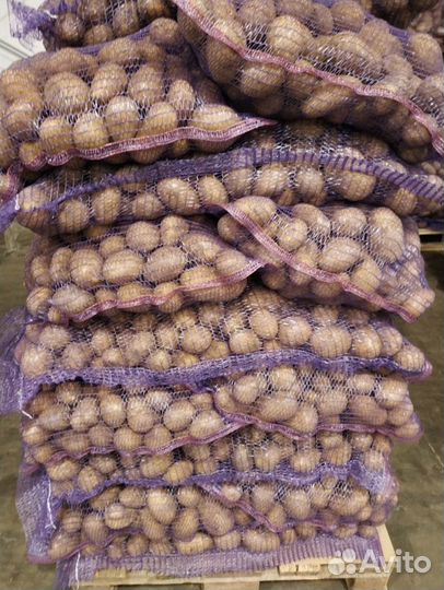 Картофель оптом
