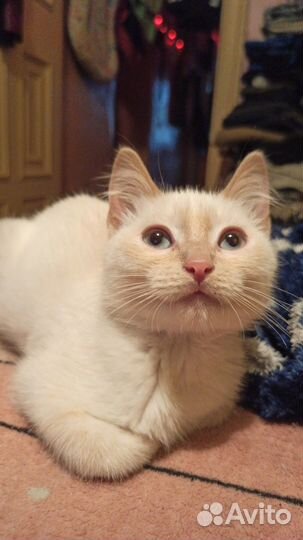 Кот милашка