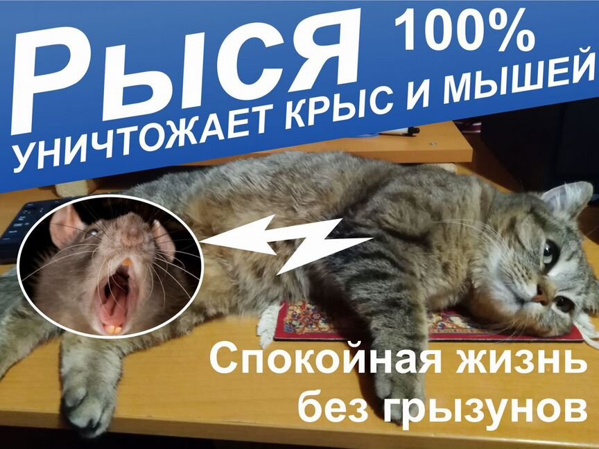 Скотиш страйд