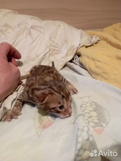 Продам котят бенгальские