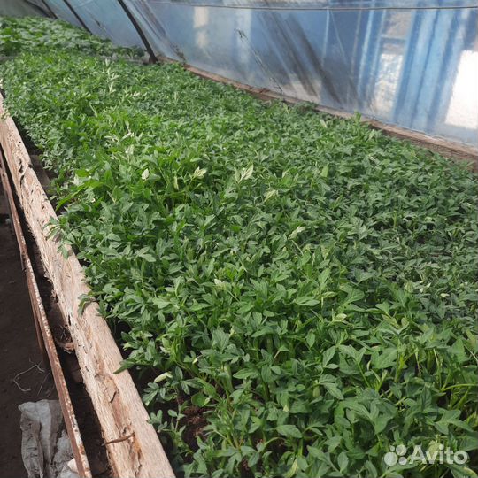 Рассада для Петровича