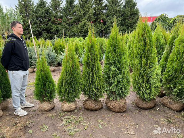 Туя смарагд из питомника