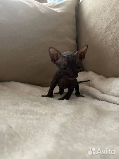 Канадский сфинкс