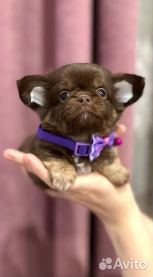 Шоколадно подпалые мальчики