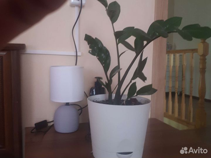 Замиокулькас в горшке