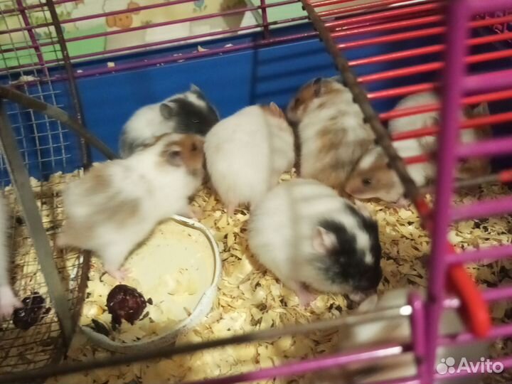 Сирийские хомячки